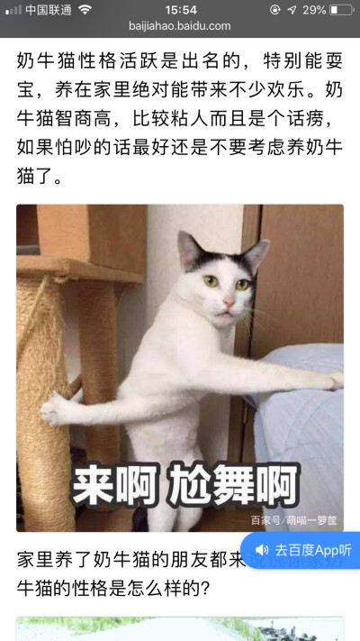 奶牛猫