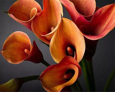 马蹄莲。Calla Lily.