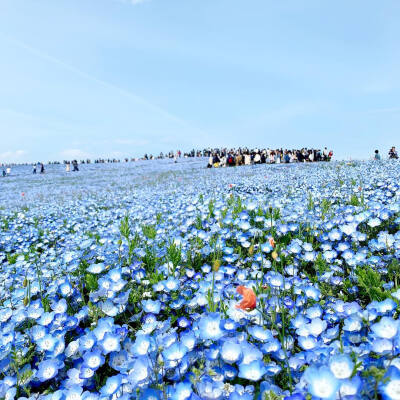 和天空一样颜色的粉蝶花海 [胖丁微笑] 国営日立海滨公園 ❄️和名：瑠璃唐草 #少女日常#