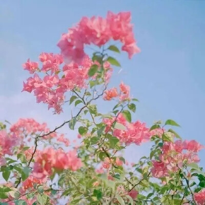 花朵头像|想重新认识你一次，从你的名字开始