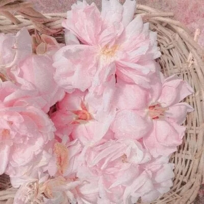 花朵头像|想重新认识你一次，从你的名字开始