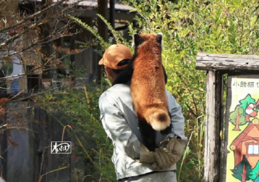 小浣熊