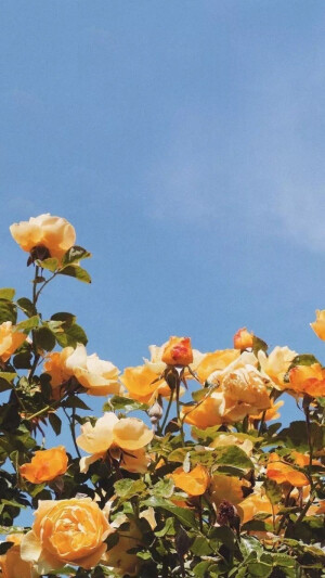 【Dcherry丁樱桃】壁纸