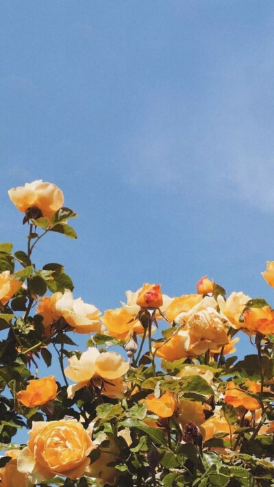 【Dcherry丁樱桃】壁纸