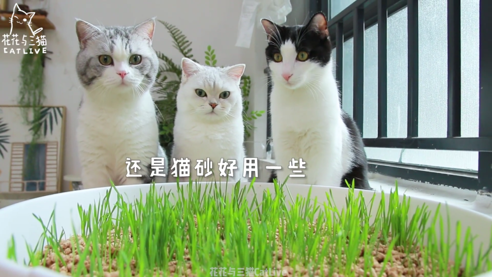 中分 猪皮 李白 杜甫