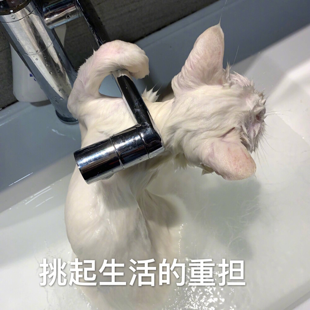 猫表情包 阿强 挑起生活的重担