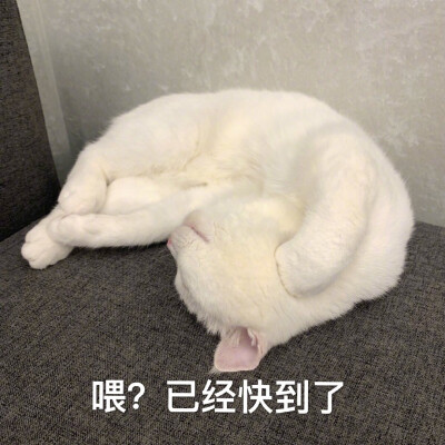 猫表情包 阿强 喂 已经快到了