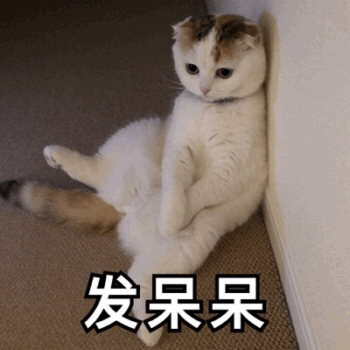 猫表情包 发呆呆