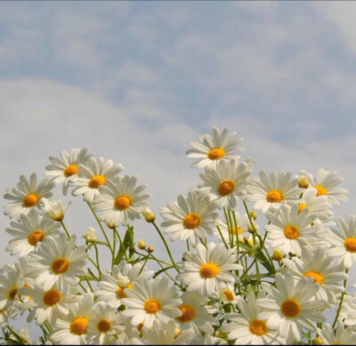 小雏菊