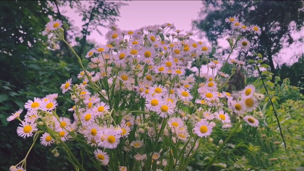 小雏菊