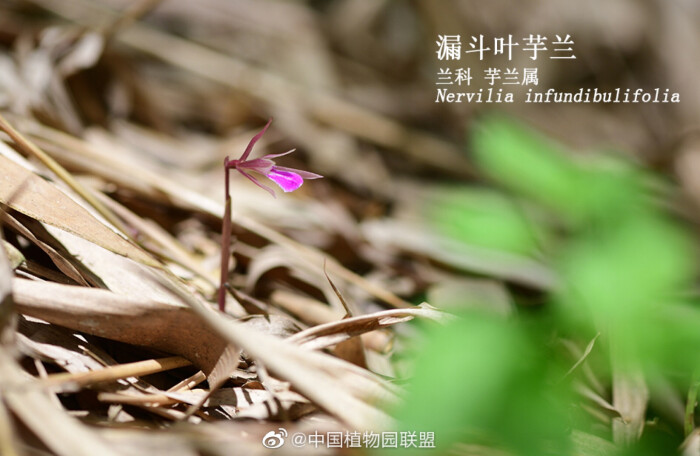 先花后叶 - 高清图片，堆糖，美图壁纸兴趣社区