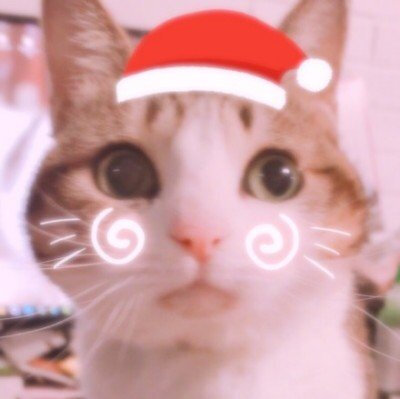 圣诞帽头像 猫咪