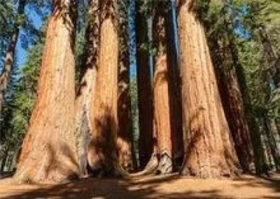 巨杉（学名：Sequoiadendron giganteum），俗称世界爷，属杉科巨杉属唯一物种。大乔木，在原产地高达110米，胸径可达10米。主要分布于美国加利福尼亚州内华达山脉西部。阳性树，生长快，而树龄极长。