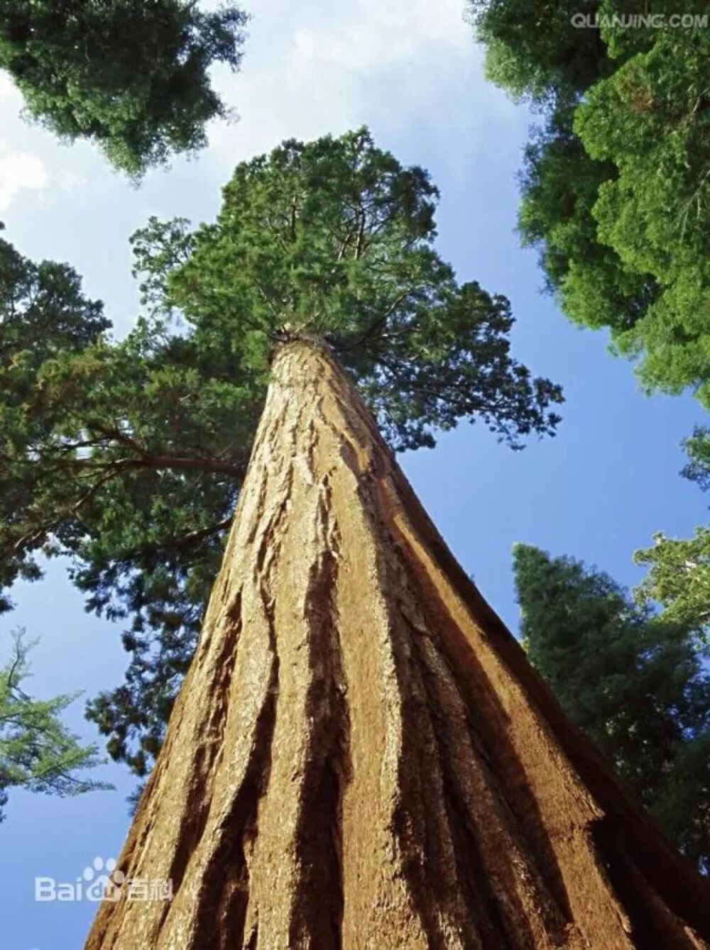 巨杉（学名：Sequoiadendron giganteum），俗称世界爷，属杉科巨杉属唯一物种。大乔木，在原产地高达110米，胸径可达10米。主要分布于美国加利福尼亚州内华达山脉西部。阳性树，生长快，而树龄极长。