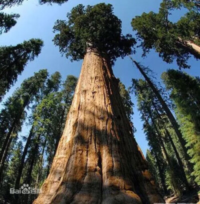 巨杉（学名：Sequoiadendron giganteum），俗称世界爷，属杉科巨杉属唯一物种。大乔木，在原产地高达110米，胸径可达10米。主要分布于美国加利福尼亚州内华达山脉西部。阳性树，生长快，而树龄极长。