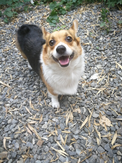 小短腿麦基