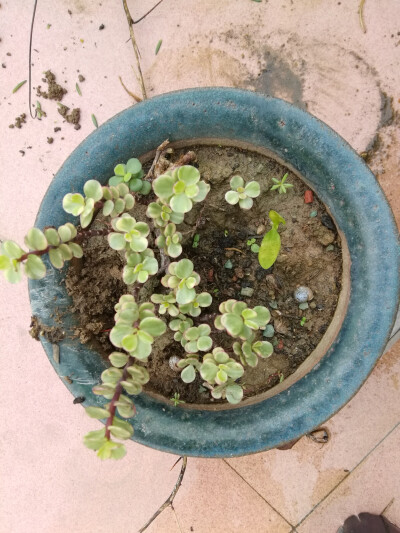 天生天养多肉植物