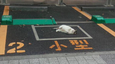 小型猫