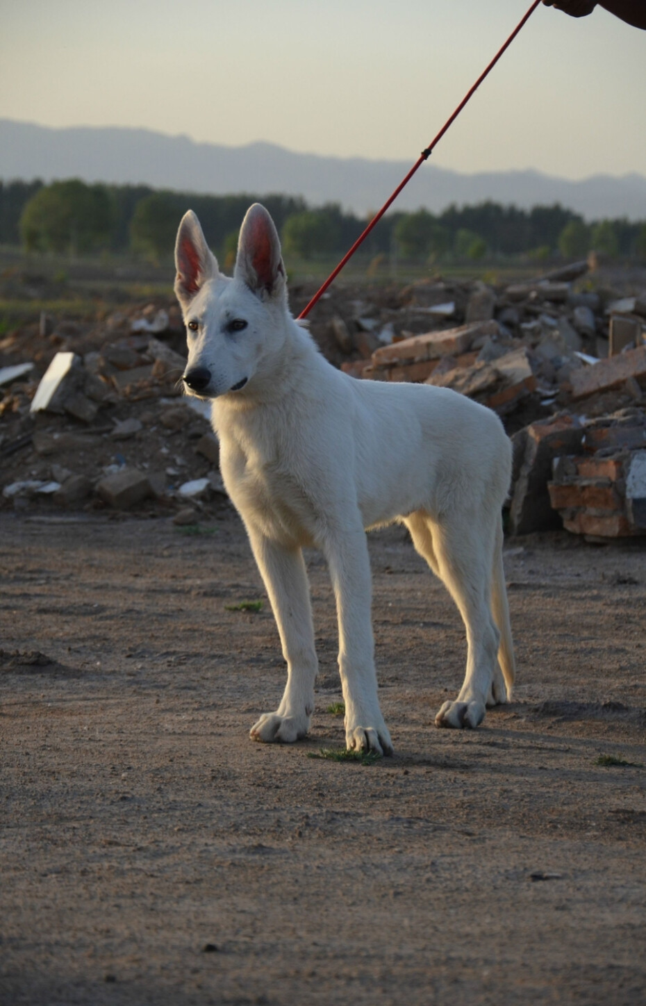 瑞士牧羊犬