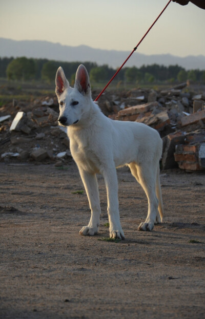 瑞士牧羊犬