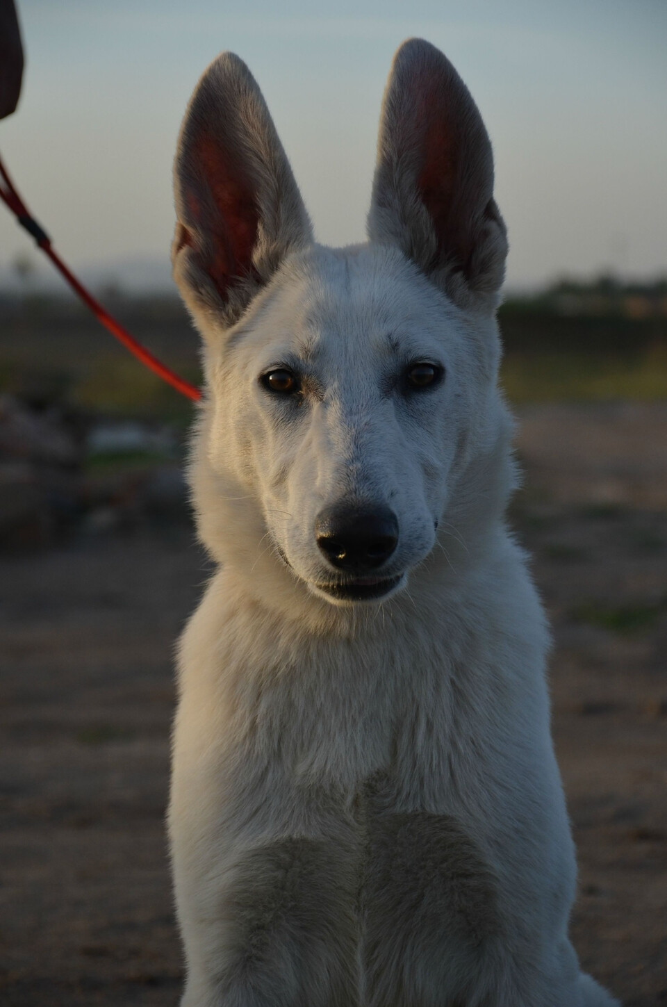 瑞士牧羊犬