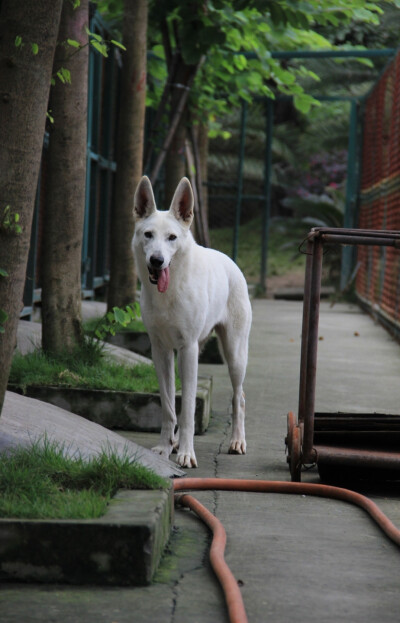 瑞士牧羊犬