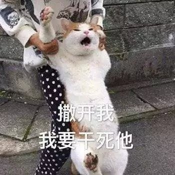 猫表情包