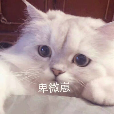 猫表情包