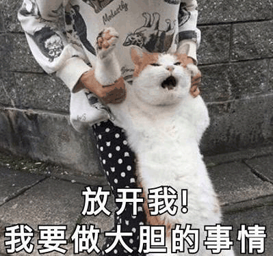 猫表情包