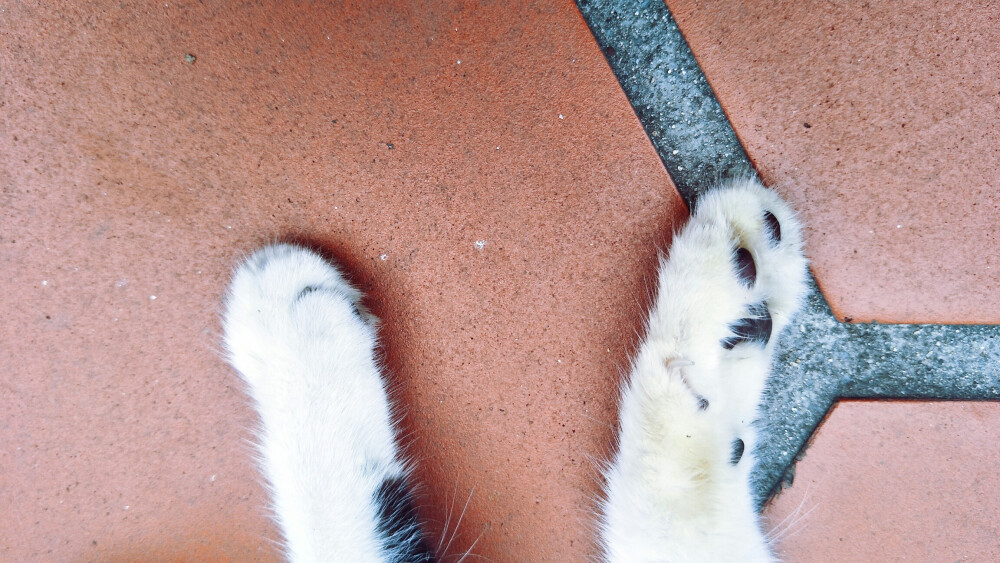 鼓浪屿的猫咪与风景