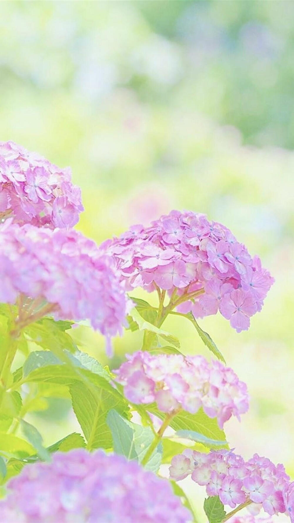 紫阳花