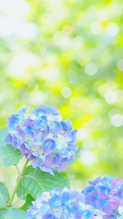 紫阳花