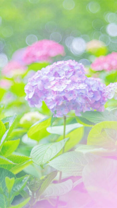 紫阳花