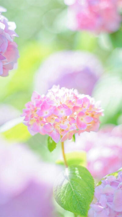 紫阳花