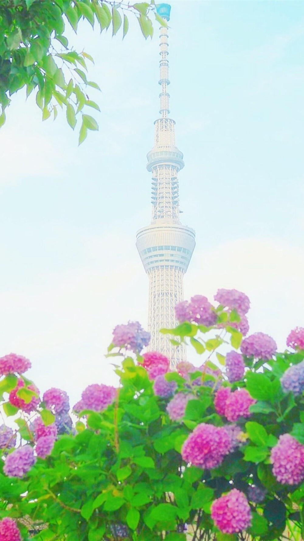 紫阳花