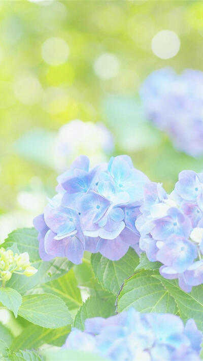 紫阳花