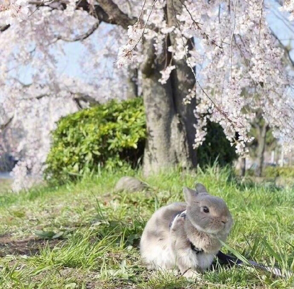 超可爱的樱花兔子