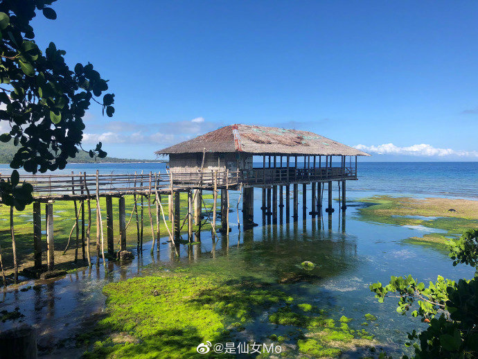 超详细的菲律宾旅行攻略来啦～经济又实惠的海岛旅行首选！宿雾—奥斯洛布—锡基霍尔岛—薄荷岛分享来自：是仙女MoP1:行前准备P3:宿雾 菲律宾买买买P4:奥斯洛布 鲸鲨共舞P6:锡基霍尔岛P7:薄荷岛P9:自由潜水考证攻略 Freediving