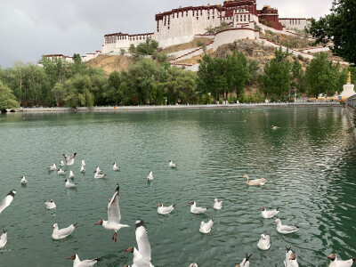 布达拉宫大昭寺八廓街