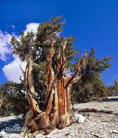 刺果松（学名Pinus longaeva），又称狐尾松，是生长在美国西南部高山区的一个物种种群，共有三种，其中大盆地刺果松分布在犹他州、内华达州和加利福尼亚州。狐尾松以长寿而著称，是地球上最古老的树木之一。