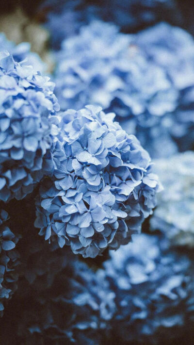 紫阳花