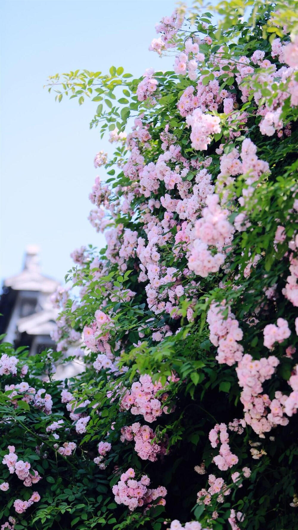 清新花卉 花墙