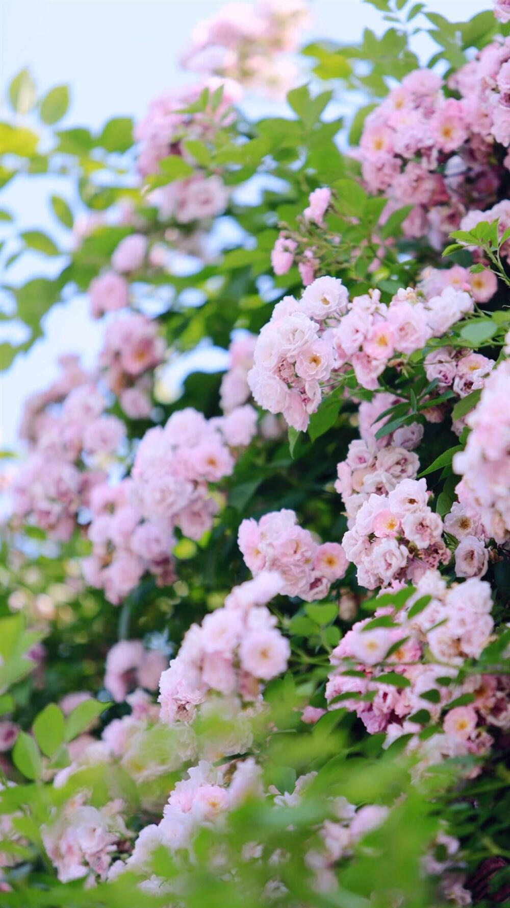 清新花卉 花墙