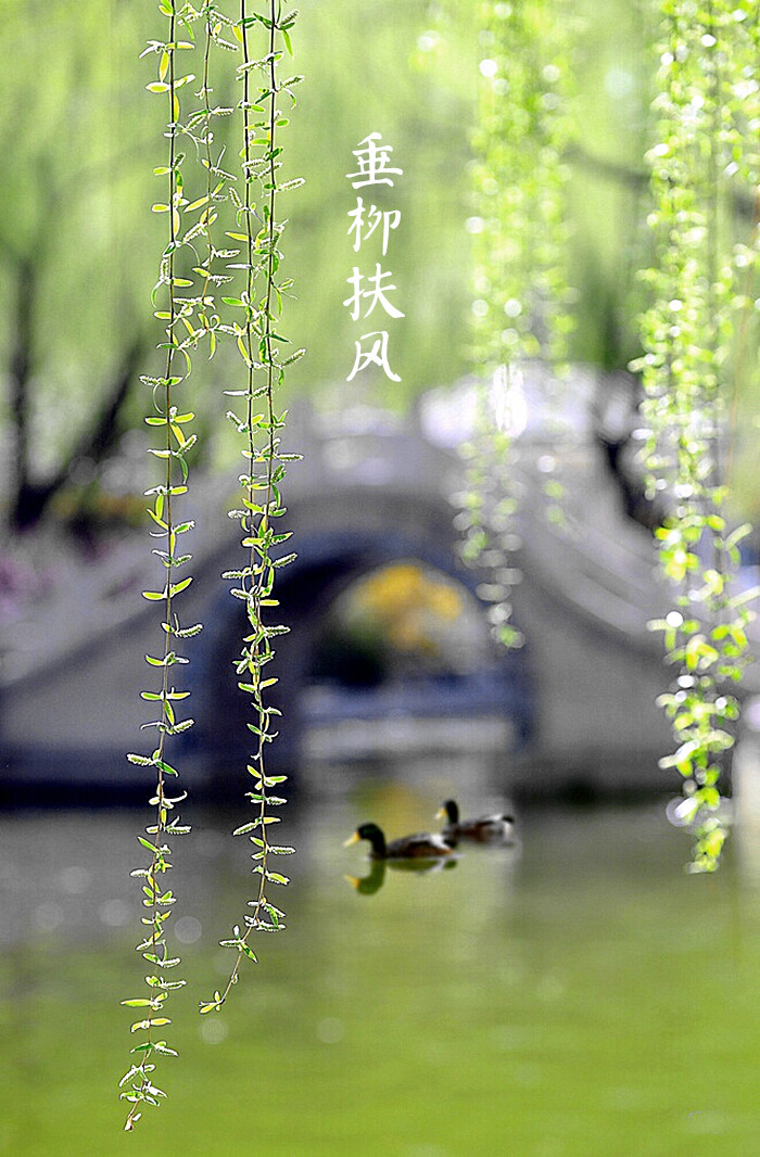 【夏至】垂柳扶风，水石幽清，荷花满塘。蛙鸣蝉噪，游鱼聚亭。风不动苹，鹿角解落 。浮瓜沉李，栀移月影。《恪遵宪度抄本》中记载：日北至，日长之至，日影短至，故曰夏至。