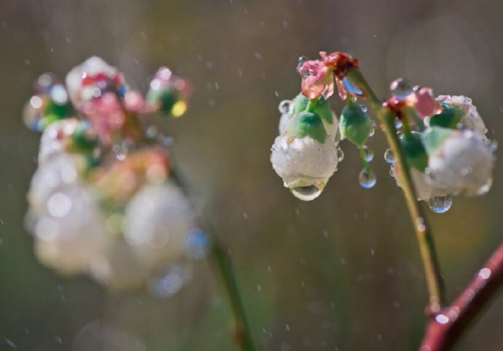 蓝莓花 