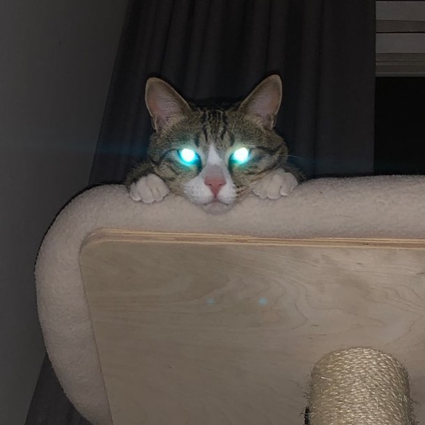 猫主子 搞怪头像