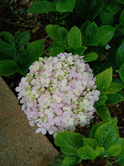 紫阳花