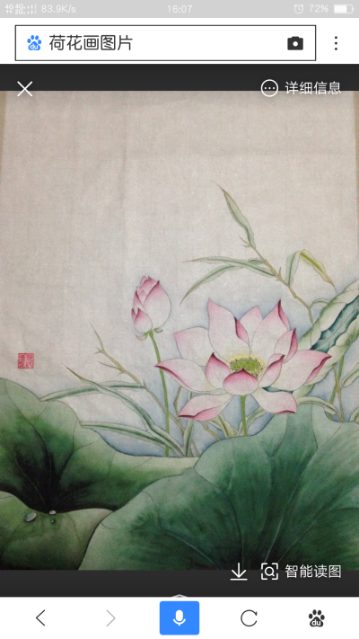 荷花画