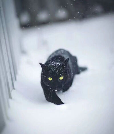 下辈子做只猫
白天你上班养我
我在家晒太阳玩你领带踩你底裤
晚上你抱着我睡觉
你带回来的女朋友我把她们的脸全tm抓花