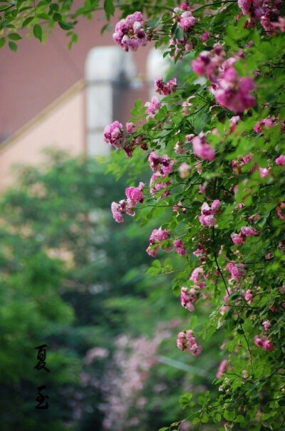 【 今日 · 夏至 】--- “ 在二十四节气中，夏至是最早被确定的一个节气。在中国古代将夏至分为三候：“一候鹿角解；二候蝉始鸣；三候半夏生。”故此，经过夏至日，气温逐渐升高，闷热感也随之而来！宜多吃具有祛暑益…